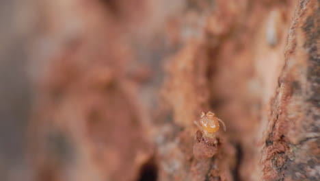 Closeup-of-a-termite-worker-cleaning-its-mandibles-as-it-stays-on-the-path-of-the-wooden-bark