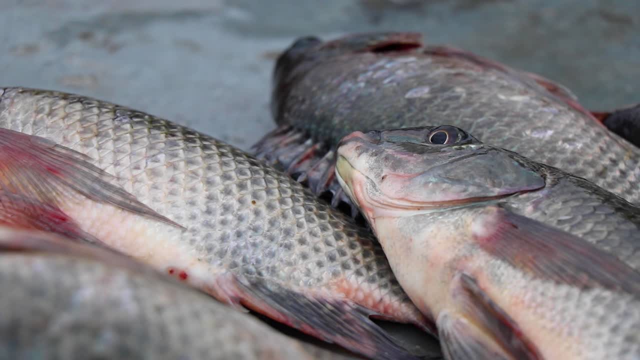 Close-up of Tilapia fish gasping for air on a table in Kalangala, Uganda. Gills and fins moving,