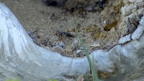 several huge black ants working hard on their nest in an old tree stem digging and carrying out pieces of wood