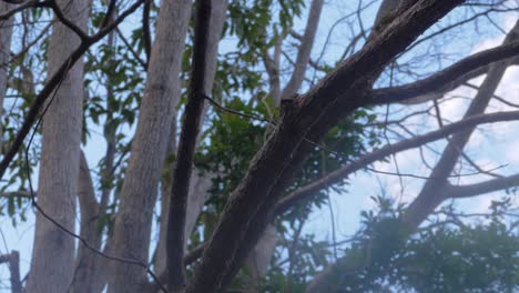 branches of trees in the forest - looking up on the trees with bright blue sky in the background - tallebudgera valley in australia