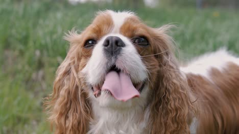 cavalier king charles spaniel. shot on super slow motion camera 1000 fps.