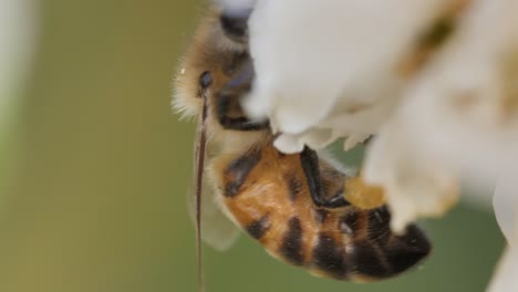 macro close-up of the yellow corbiculae sacks on the back legs of a bee as it collects pollen