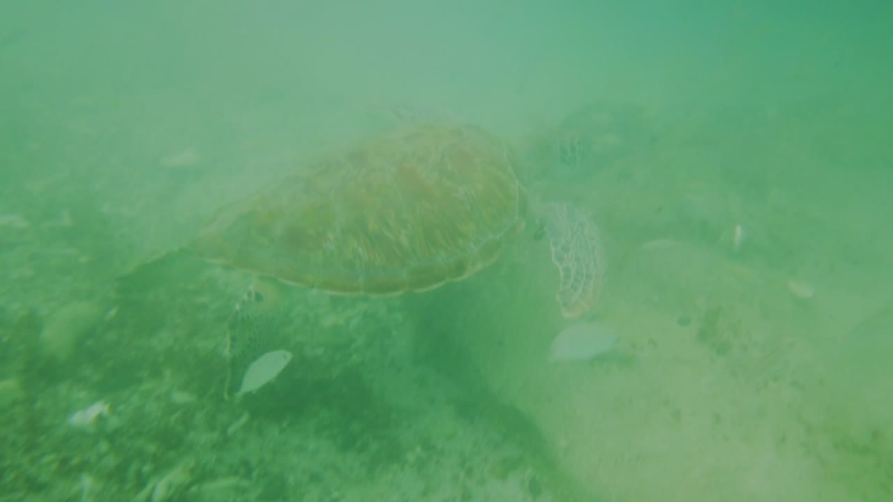 Underwater footage of a green sea turtle swimming under a jetty