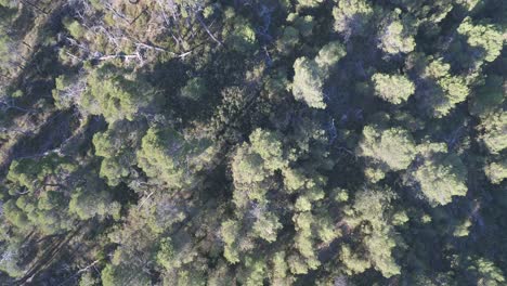 aerial-view-of-a-forest