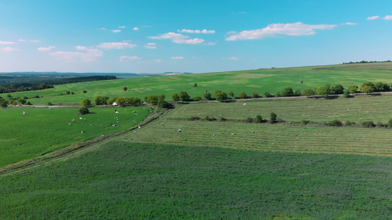 toma panorámica aérea del vuelo de las cigüeñas sobre el campo de hierba