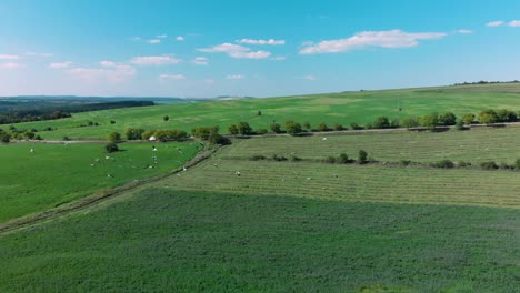 Aerial-panning-shot-of-flight-of-storks-over-grass-field