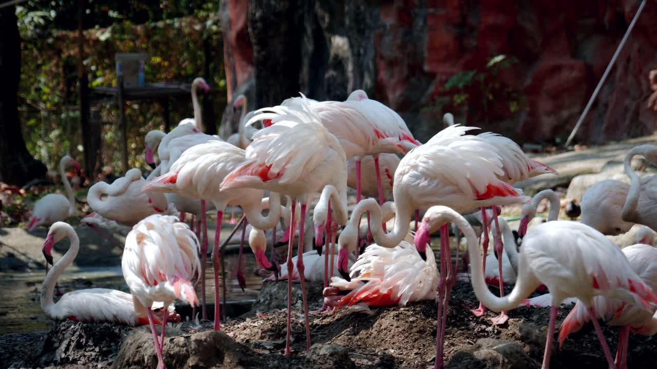 Close-Up of a Group of Flamingos in Captivity at the Chiang Mai Zoo in Chiang Mai, Thailand