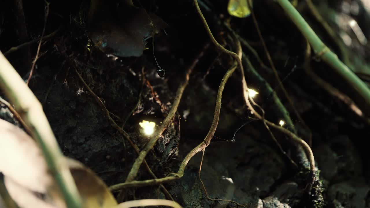 Flying Fairies Over Vines and Muddy Roots