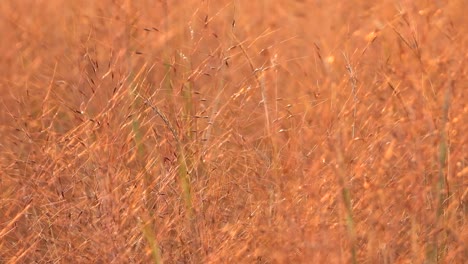 beautiful grass in pond area