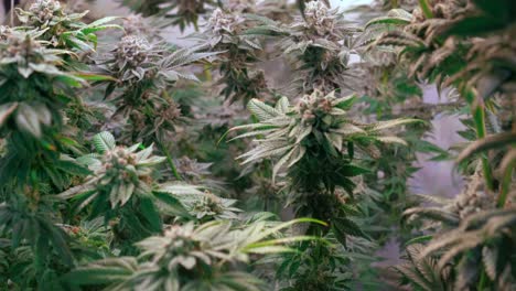 shot of a cannabis plants growing in a grow tent during flowering stage