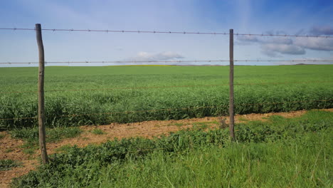 Green-field-crop-blowing-in-wind-in-countryside-behind-barbed-wire-fence,-sunny-day-with-blue-sky