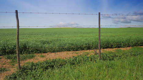cultivo verde que sopla en el viento en el campo detrás de una valla de alambre de púas, día soleado con cielo azul