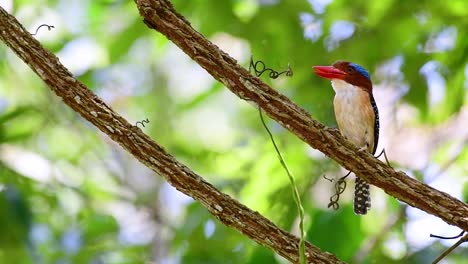 Un-Martín-Pescador-De-árboles-Y-Una-De-Las-Aves-Más-Hermosas-Que-Se-Encuentran-En-Tailandia-Dentro-De-Las-Selvas-Tropicales