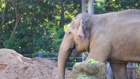 an elephant walking in a zoo enclosure