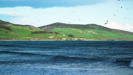 紐西蘭南部的藍崖海灘 (blue cliffs beach),在大波浪上空的鳥群