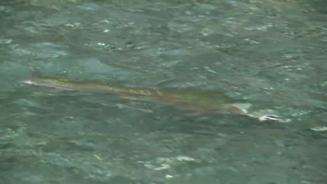 Trout-fly-fishing-in-mountain-river-at-summer