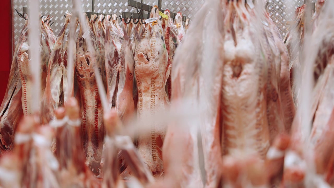 Lamb carcass sides hang tightly packed on hooks inside a metal meat hanging cooler room at a packing plant.