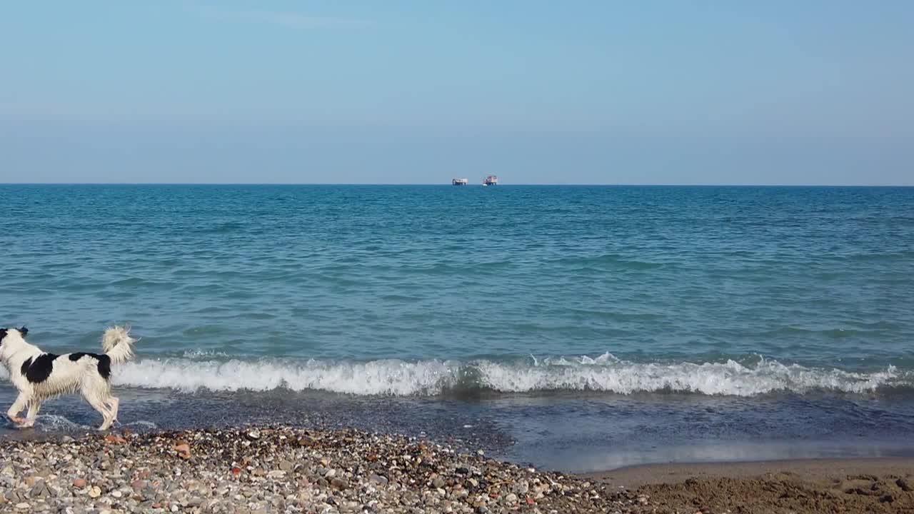 슬로우 모션으로 해변에서 달리는 개