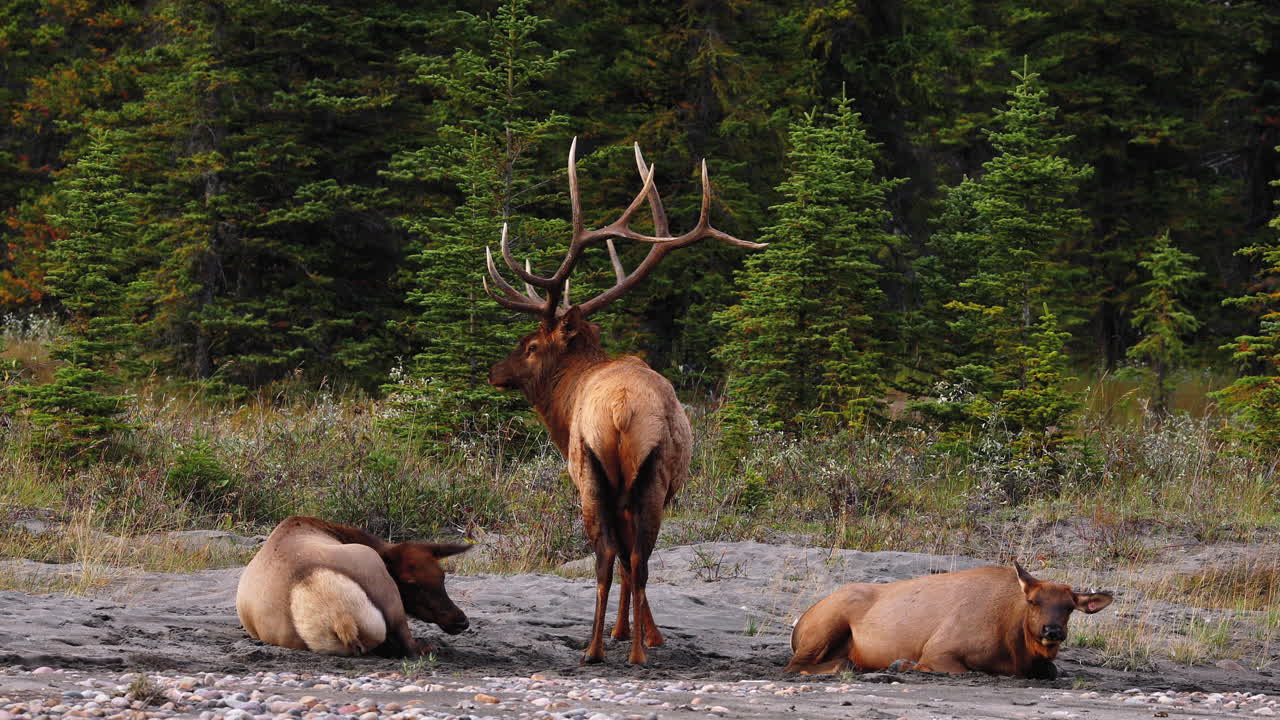 Samec jelena wapiti střeží dvě samice během říje v malebném Jasperu, Alberta.