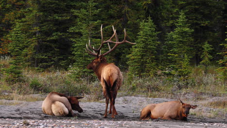 elk male bull stands guard over two females during rutting season in scenic jasper, alberta