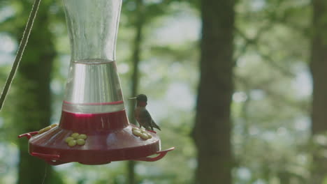 Un-Colibrí-Bebe-En-Un-Comedero-Y-Luego-Se-Va-Volando-Cuando-Otro-Se-Acerca-En-Cámara-Lenta