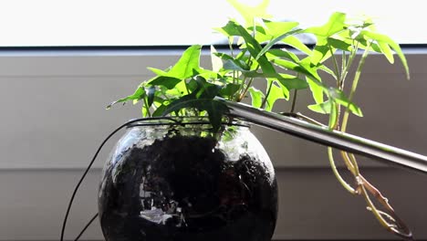 Watering-a-small-terrarium-garden-by-a-sunny-windowsill-inside-a-home