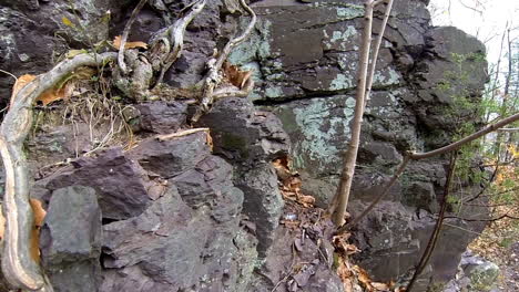 steadicam shot moves across shale outcrop covered with roots and lichen