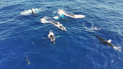 una manada de ballenas jorobadas nadando con crías en el agua azul del océano, tomada por un dron