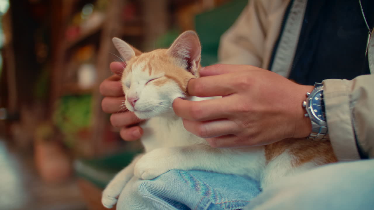 Man petting a cat on his lap