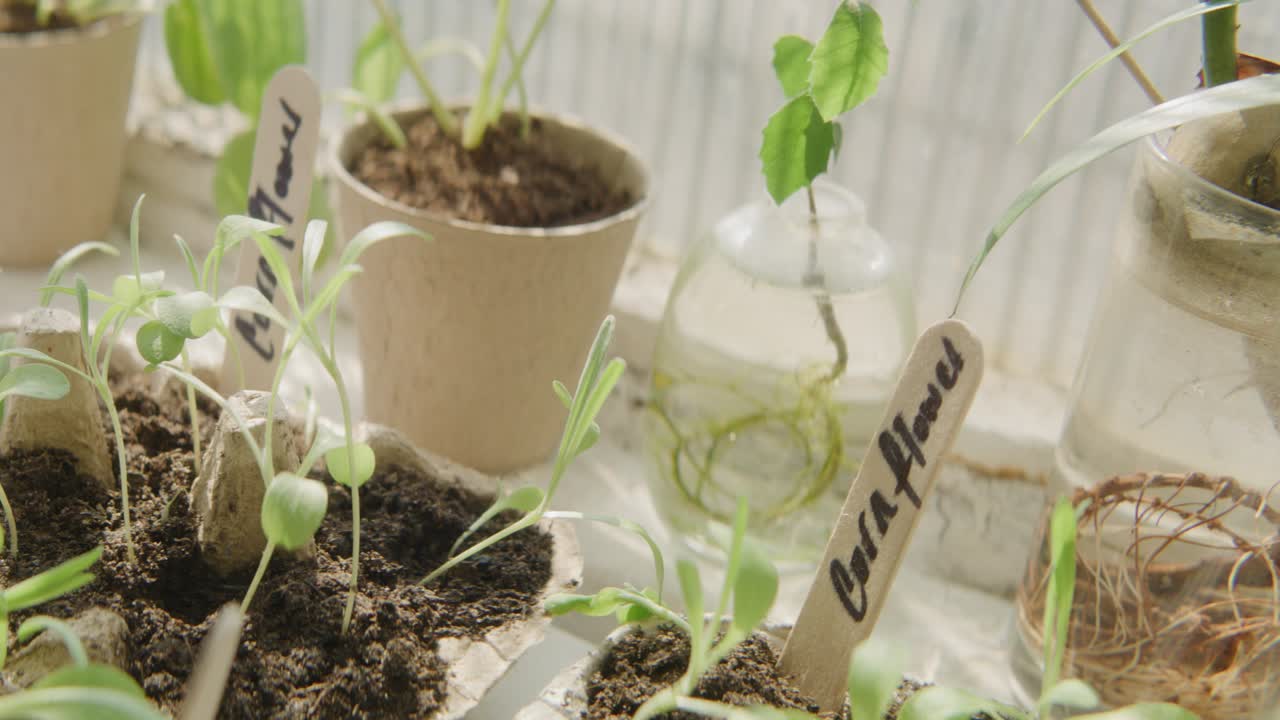 트레이 와  ⁇ 비 에 있는 창문 에 있는 seedling nursery