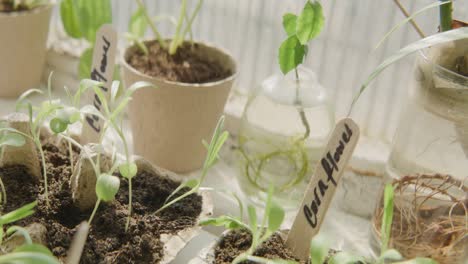 seedling nursery on windowsill in trays and pots