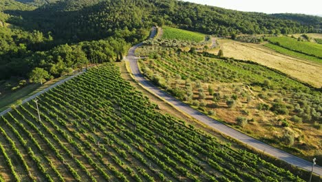golden hour light glows across vineyards and olive trees, tuscany summer fields