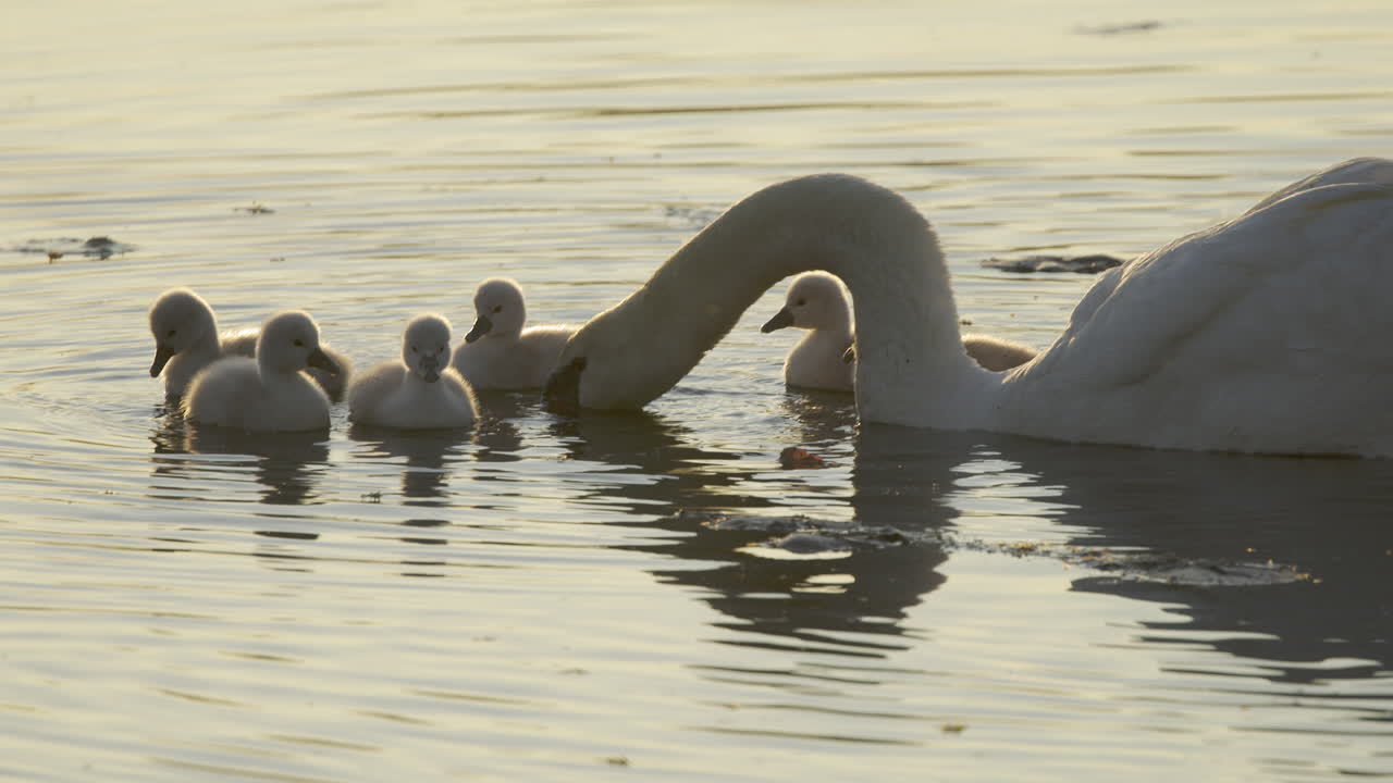 In the early morning, cygnets experience their first swim, following their mother in the pond.