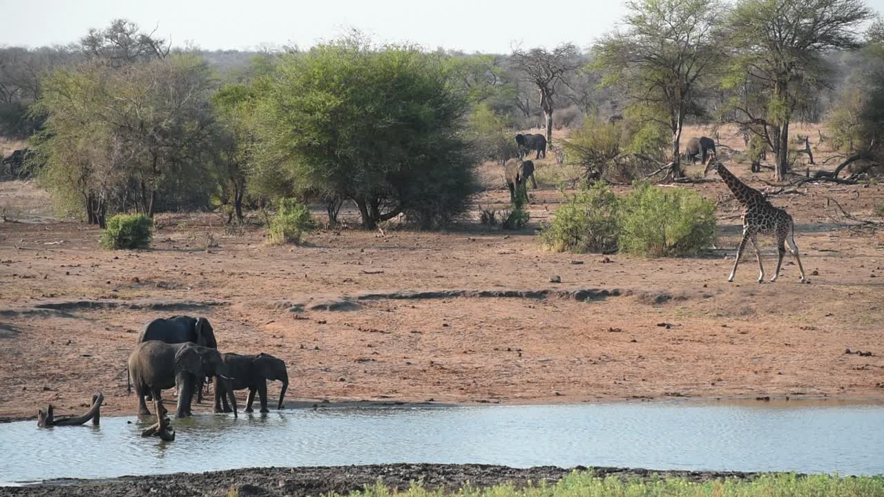 Vakker safariscene med afrikanske elefanter som drikker ved et vannhull og en sjiraff som går gjennom bildet i bakgrunnen, Kruger nasjonalpark
