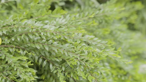 tranquil botanical beauty: slow motion sticky wattle swaying in breeze