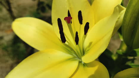 Außenansicht-Einer-Nahaufnahme-Einer-Königsgelben-Lilienblume---Lilium,-Voll-Erblüht,-An-Einem-Sonnigen-Tag-Im-Sommer.-Dies-Ist-Eine-Beschreibende-Makroaufnahme,-Die-Details-Von-Staubgefäß-Und-Stempel-Der-Lilie-Zeigt