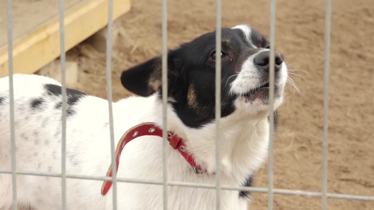 A lonely dog sits behind a wire fence in a cage, looking out. The setting appears to be an animal shelter or kennel, evoking feelings of abandonment and hope for adoption.
