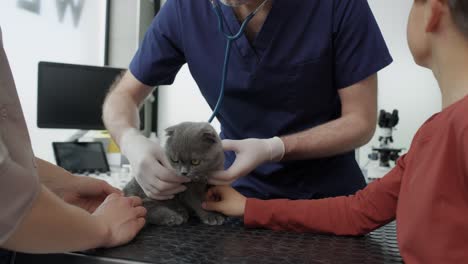 Médico-Varón-Examinando-Gato-En-Clínica-Médica.