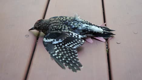 injured bird breathing heavily - hurt wing woodpecker on deck