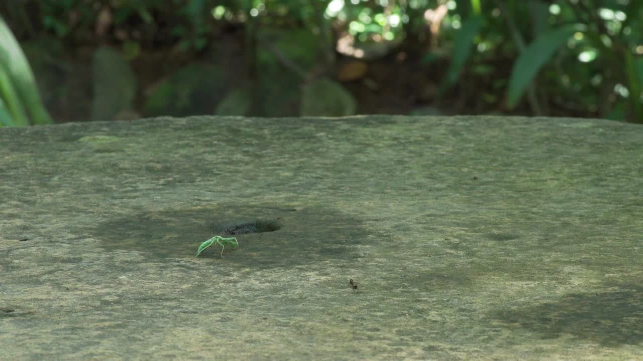 mantins verdes beben agua de una superficie de hormigón