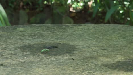 green mantins drink water from a concrete surface