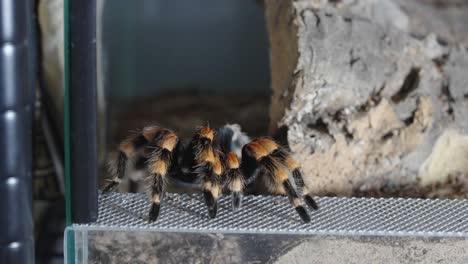 mexican red knee tarantula stands waiting until it grabs a grasshopper