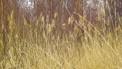 dry beige reed steams on the wind, reed plants near the lake liepaja coastline, calm sunny spring day, medium shot