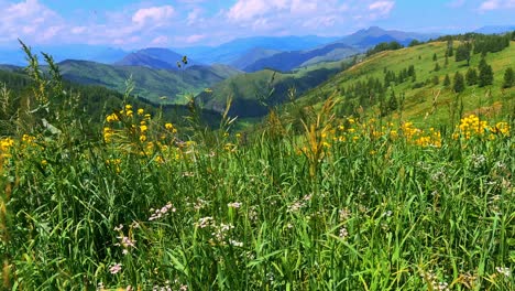 a serene landscape of vibrant wildflowers and lush green hills under a clear blue sky: nature's tranquil beauty captured in vivid detail