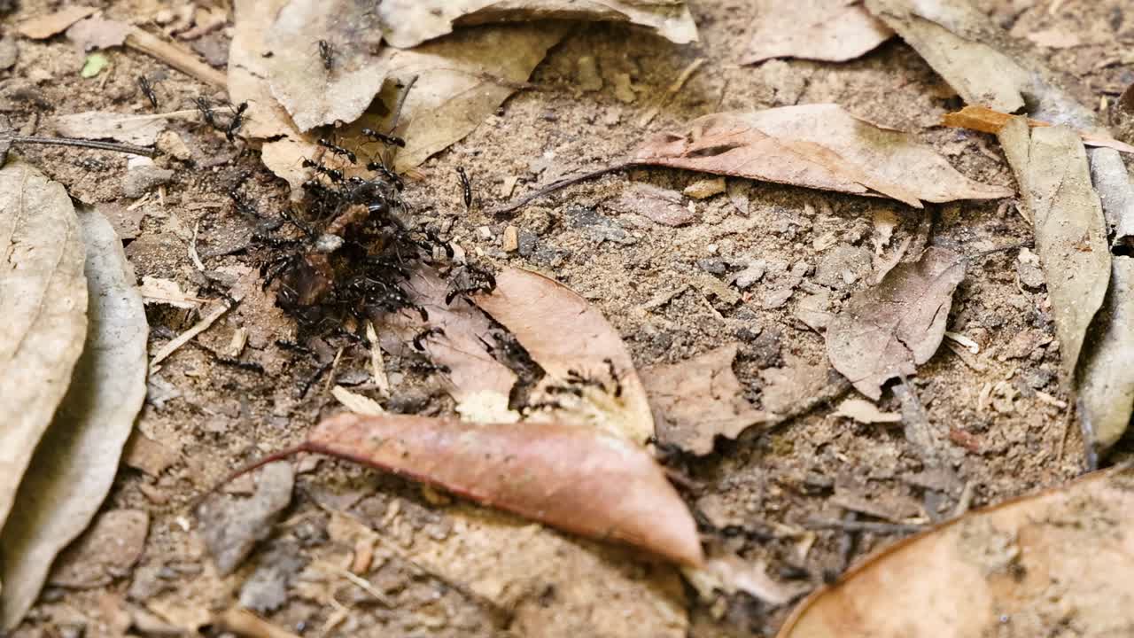 개미는 토양에서 물체를 집단적으로 움직입니다.