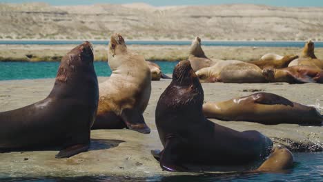 Grupo-De-Leones-Marinos-Adultos-Disfrutando-De-La-Hermosa-Luz-Del-Sol