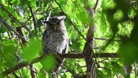 Búho-Real-De-Vientre-Manchado,-Bubo-Nipalensis,-Juvenil