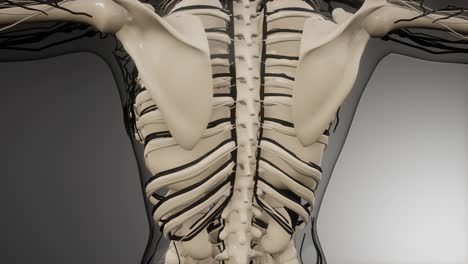 vasos sanguíneos del cuerpo humano