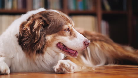 divertido perro estudiante yace en el suelo de la biblioteca 03