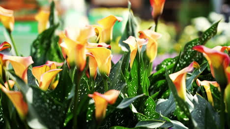 Orangefarbene-Und-Gelbe-Calla-Lilien-In-Einem-Blumenbeet---Isoliert-Hautnah